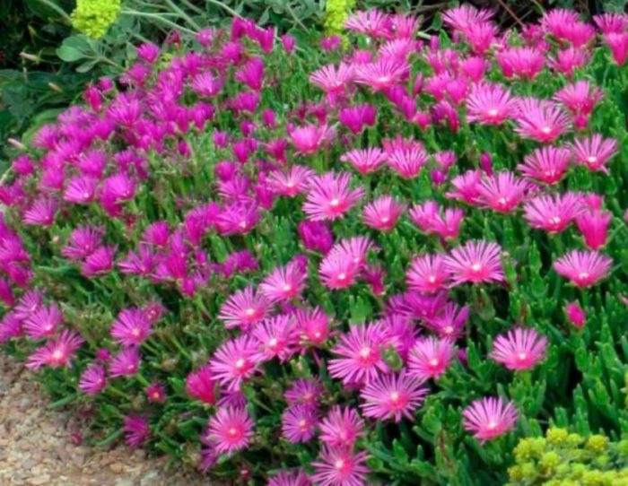 Делосперма на Купър