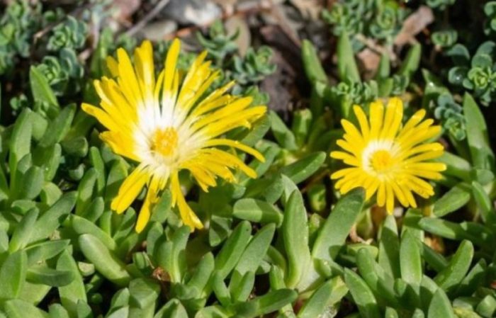 Усукана делосперма