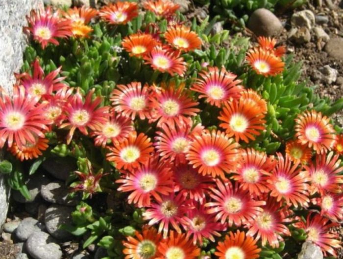 Делосперма дайери