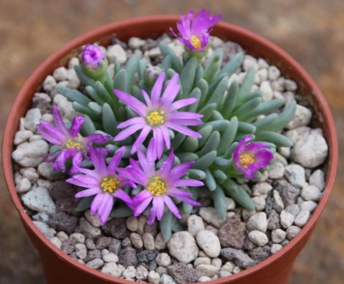 Делосперма