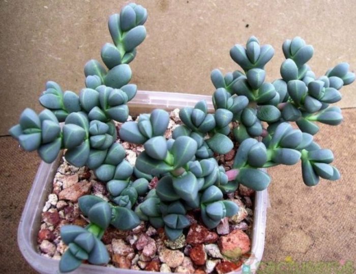 Делосперма Лемани