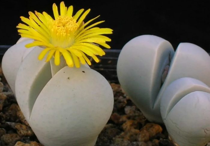 Дребносеменен динтрантус