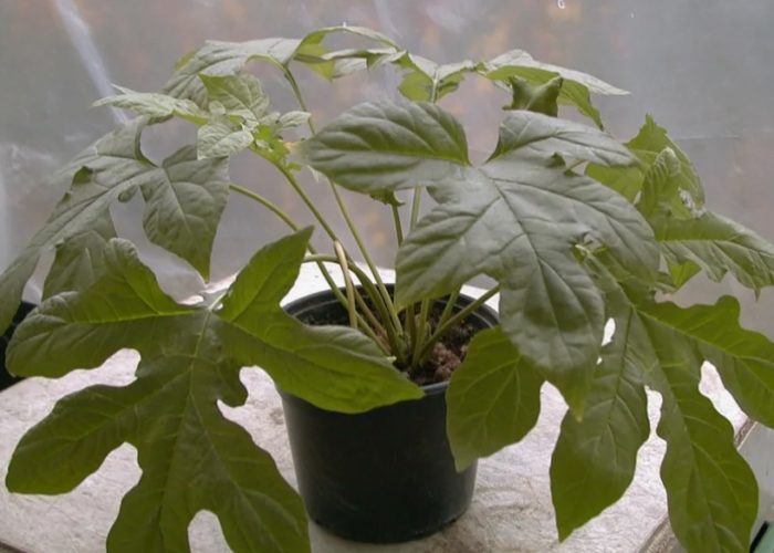 Антидот Достерия