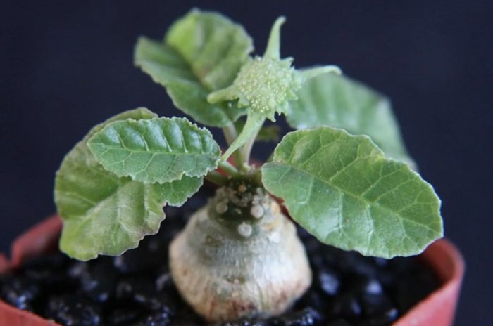 Достерия фоетида