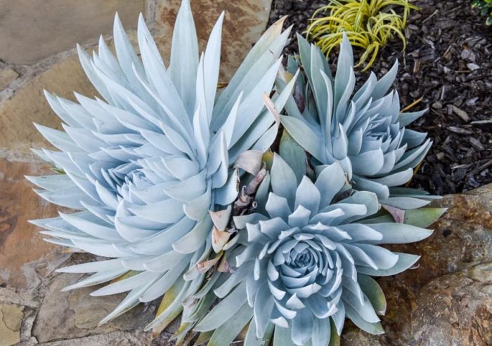 Бритън Дъдли