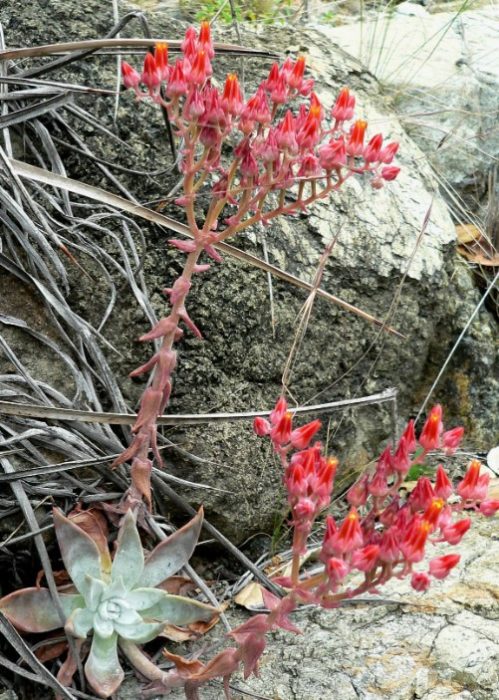 Дъдлея Цимоса