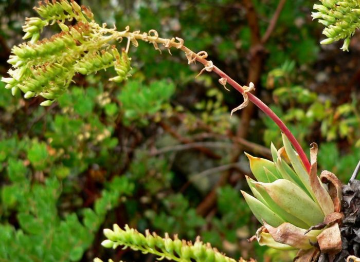 Свещник Дъдлея