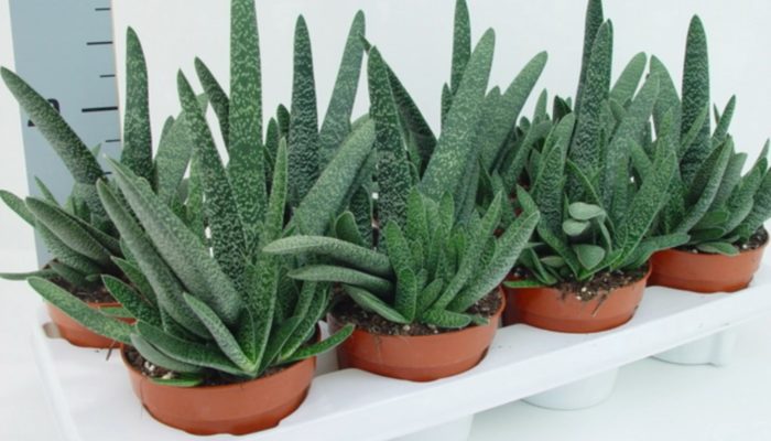 Гастерия сукулентна