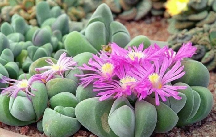 Цъфтеж на Гибеум