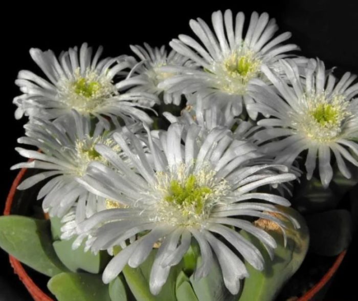 Външният вид е кадифен