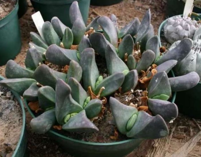 Гибеум естеризен