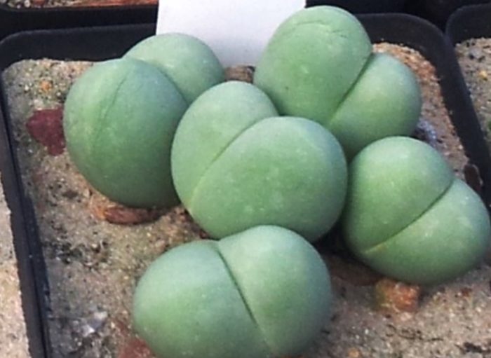 Гибеум Хити