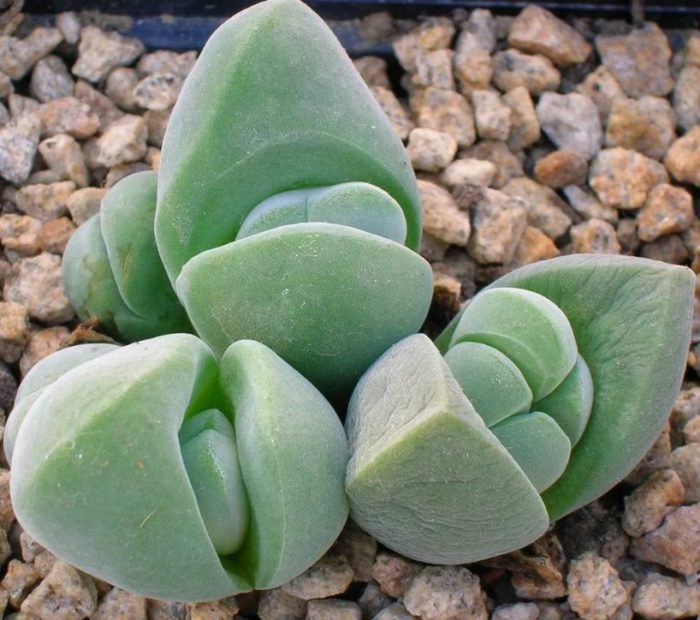 Гибеум неравномерен