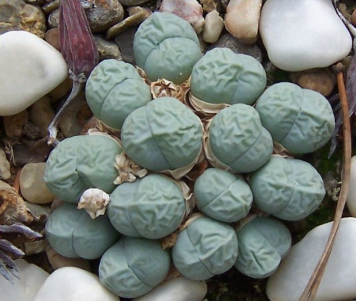 Гибеум Петренце