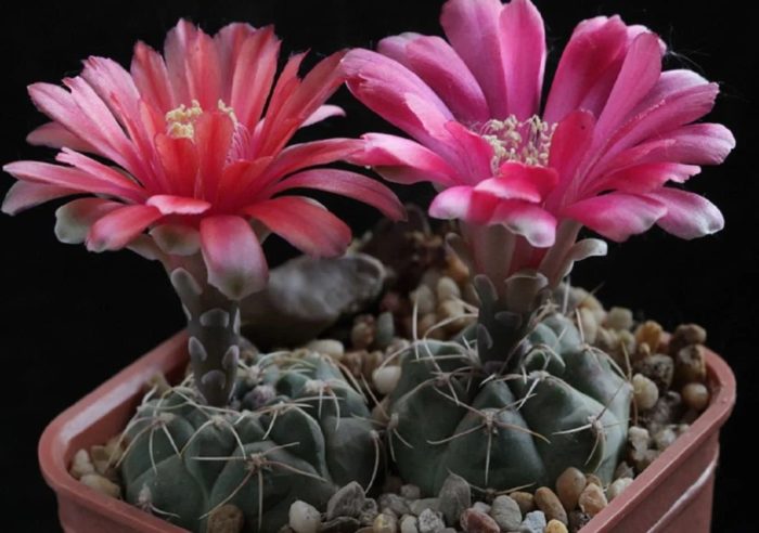 Сукулентен Гимнокализиум