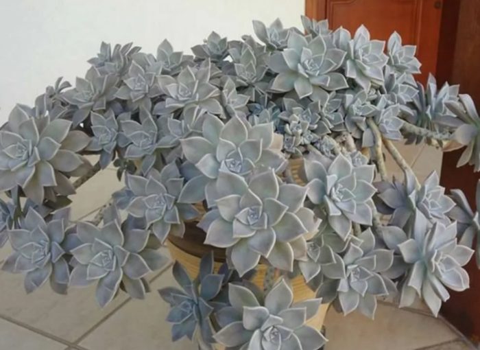 Парагвайски граптопеталум