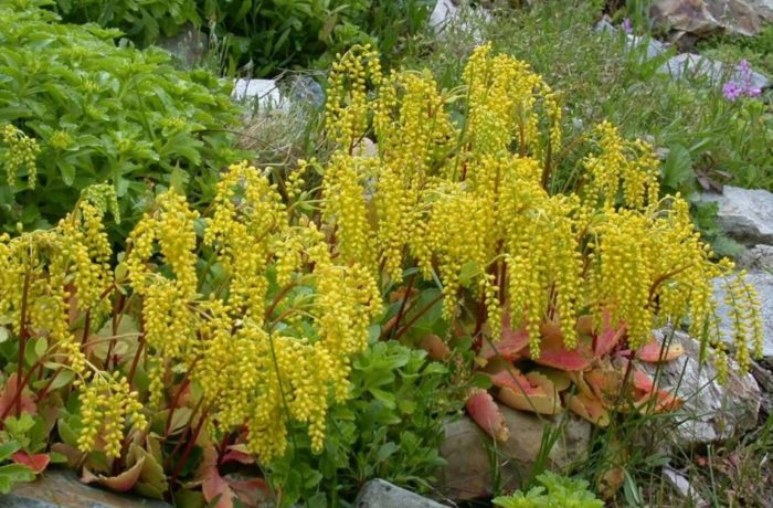 Хиастофилум оппозитолистен