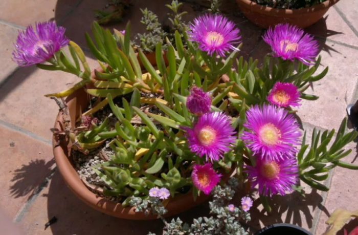 Карпобротус