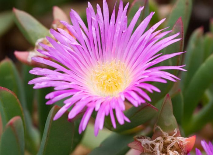 Карпобротус еквилатерус