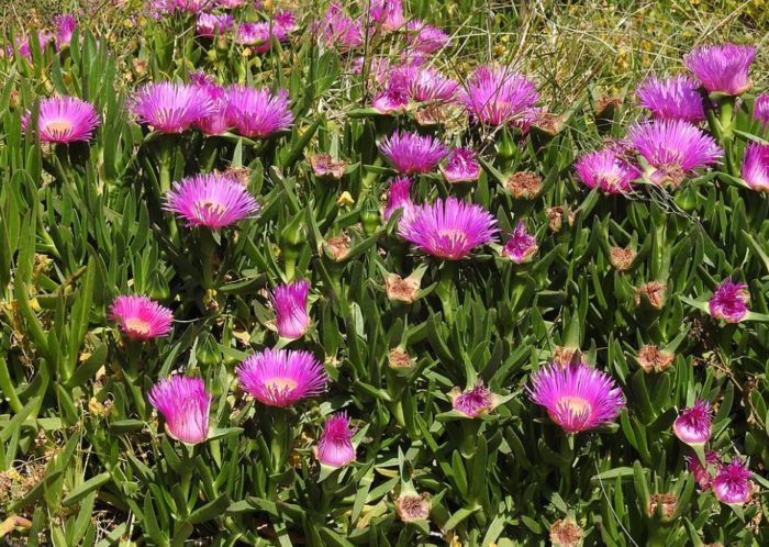 Карпобротус ацинациформис