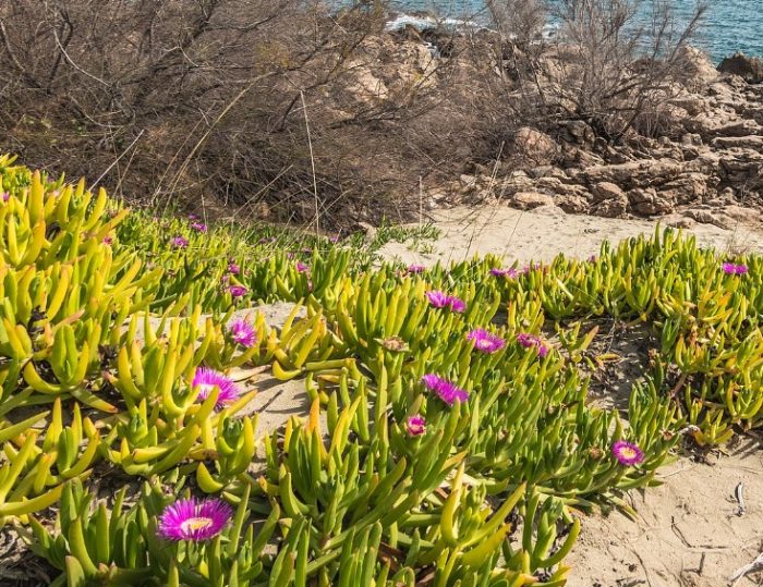 Карпобротус едулис