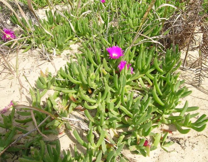 Карпобротус глауцесценс