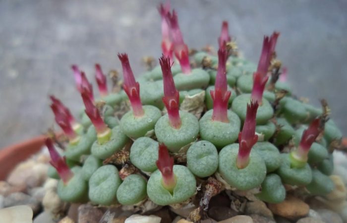 Жив камък сукулент