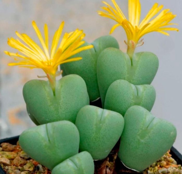 Двуделно с жълти цветове