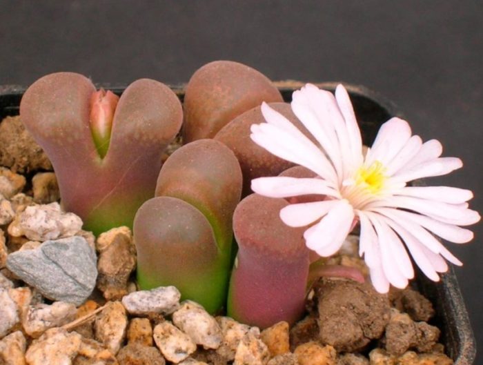 Конофитумът на Фридрих