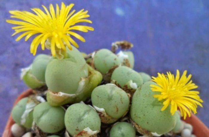 Конофитум Мейери