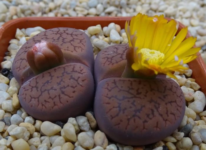 Литопс аукамп