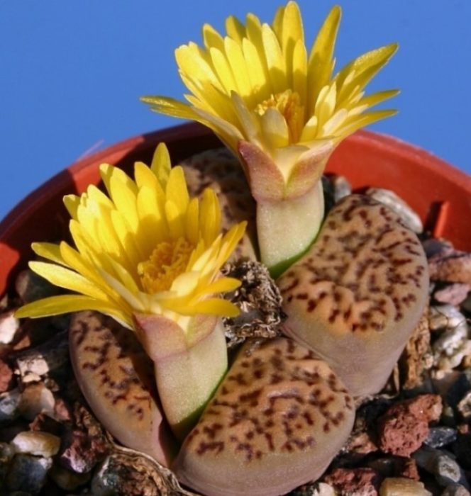 Литопите на Бромфийлд