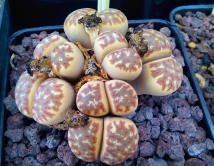 Литопс Доротея