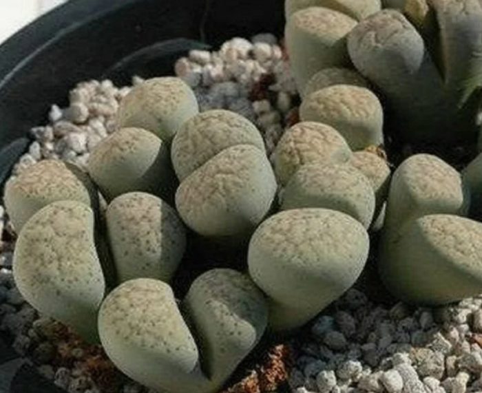 Литопс франции