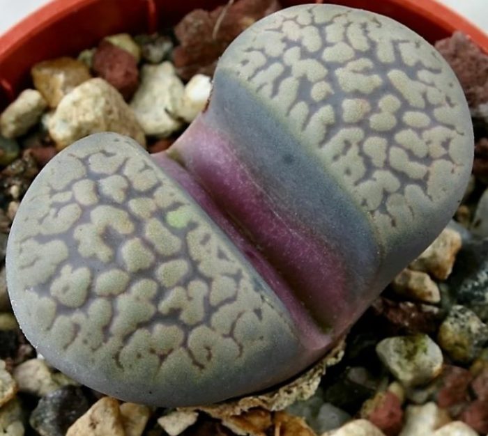 Литопс комптоний