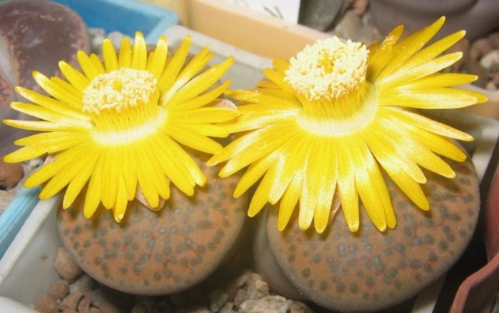 Литопс руфоса