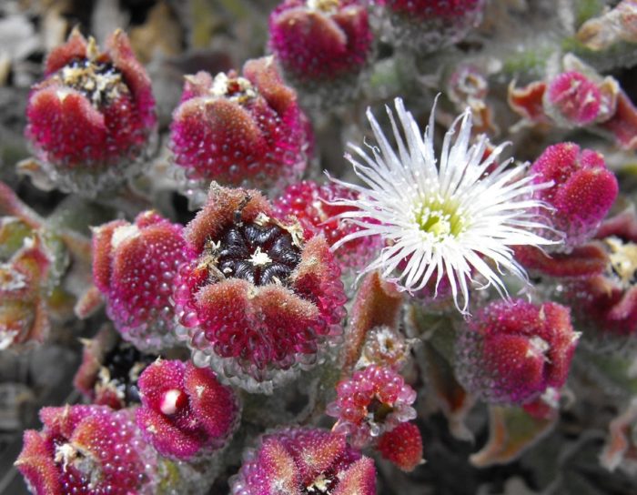 Кристален мезембриантемум