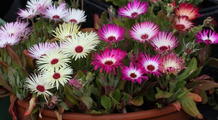 Мезембриантемум маргаритка