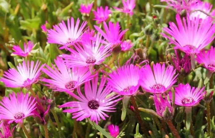 Зърнена трикольор