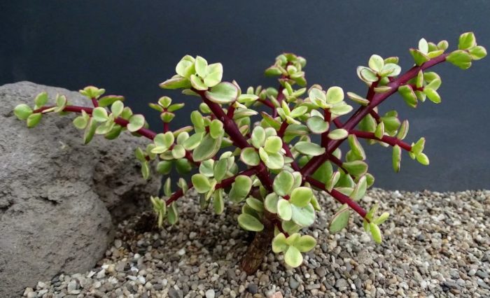 Портулакария