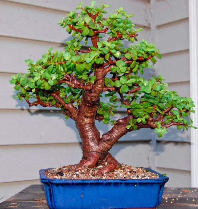Бонсай от Портулария афра