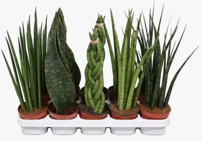 Сукулентна сансевиерия