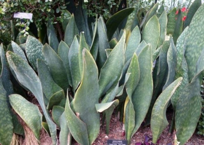 Голяма сансевиерия