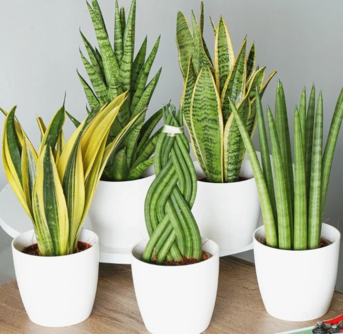 Цилиндрични видове Сансевиерия