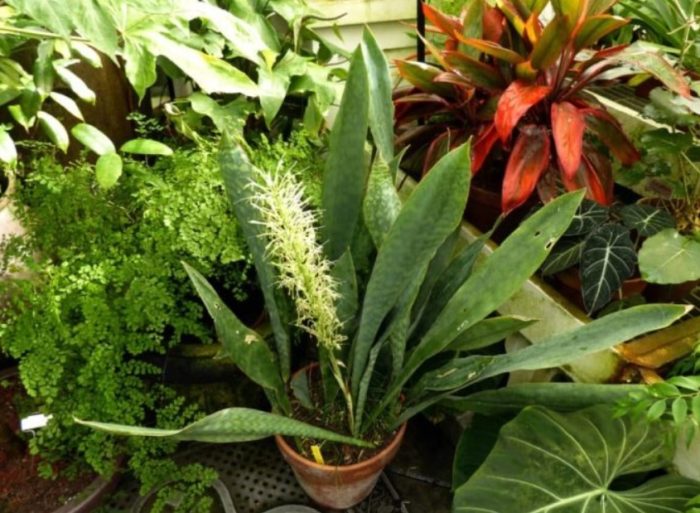 Зюмбюл Сансевиерия