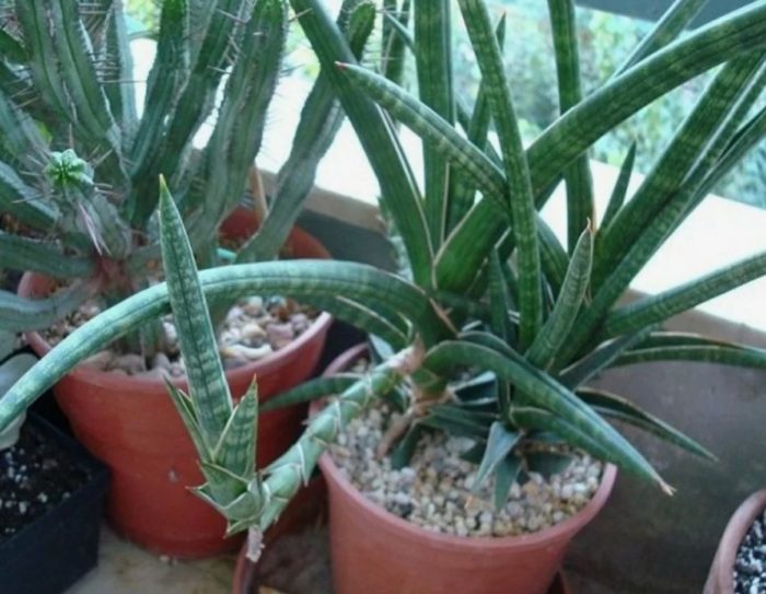 Грациозната Сансеваерия