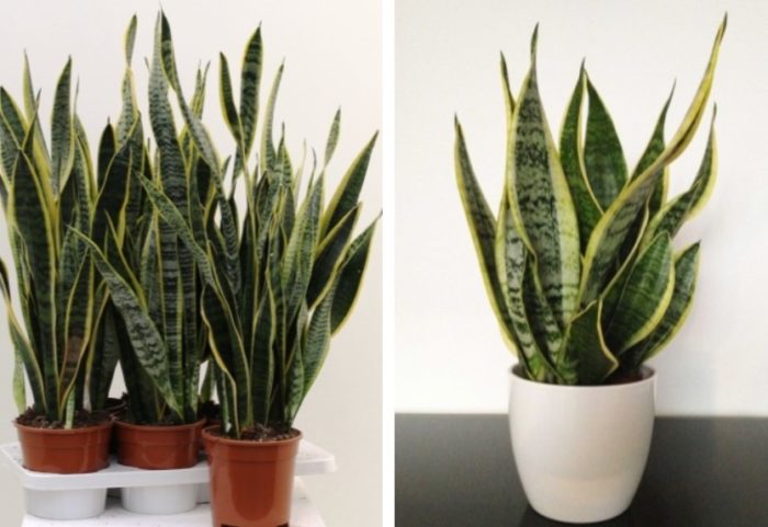 Триделна сансевиерия