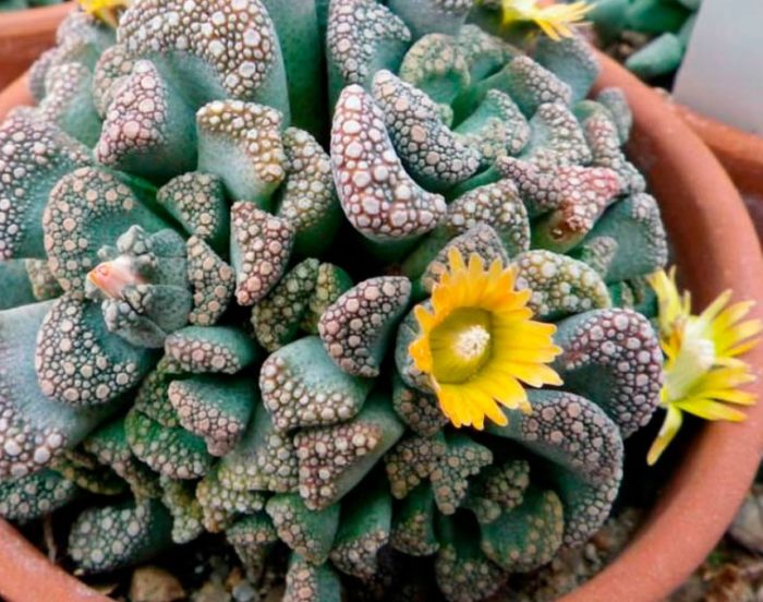 Варовиков вид Титанопсис