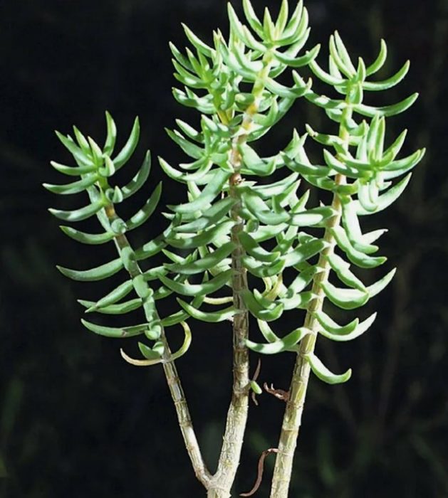 Четиристранна крассула