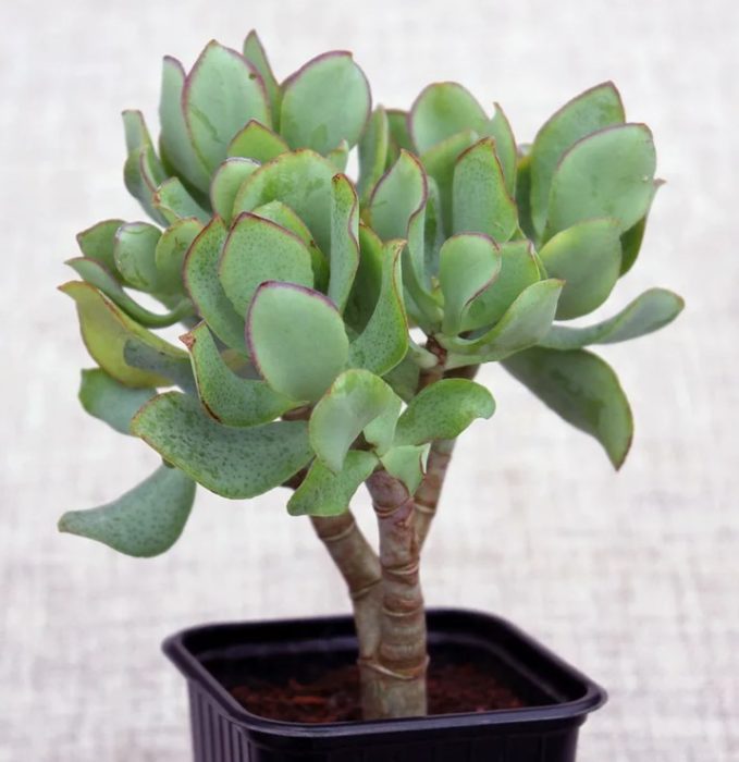 Дървовидна крассула